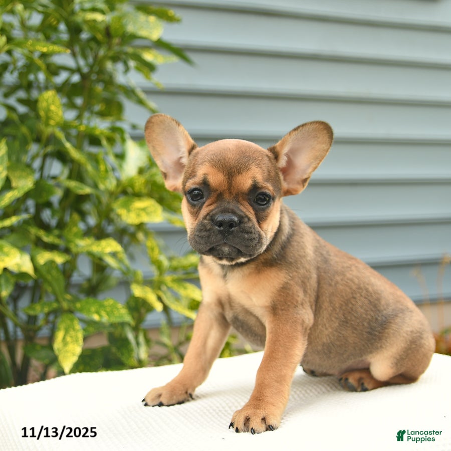French Bulldog dogs Lisa  - Ad 19