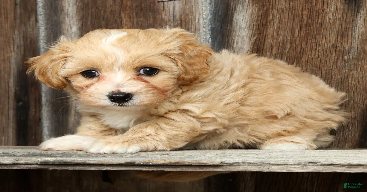 maripooh　1001 Maltipoo Puppies for sale in Elyria, Ohio | Lancaster Puppies