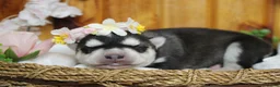 Siberian Husky dogs for sale: Freya  - Ad 4