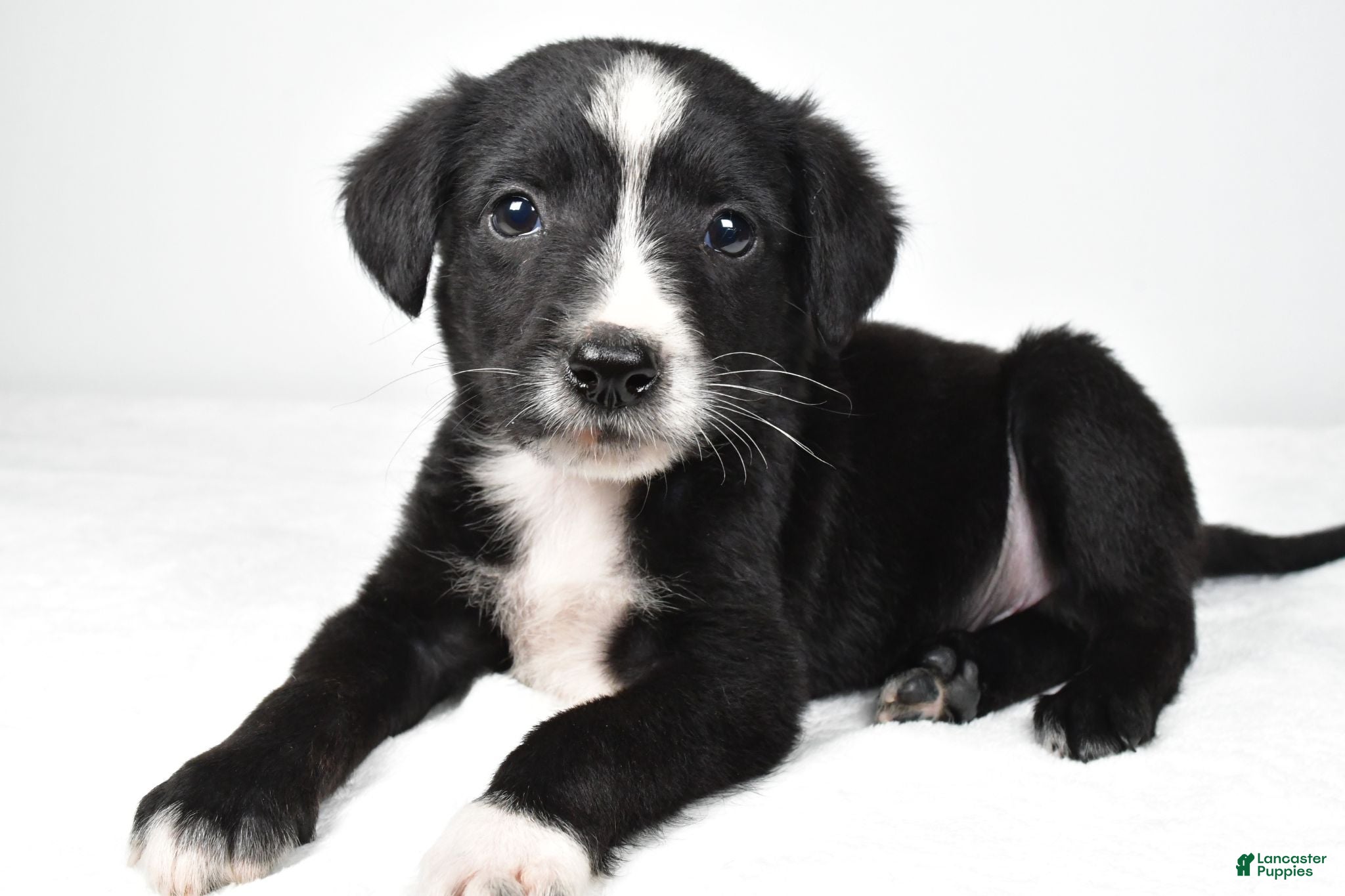 Mixed Breed dogs Shadow - Ad 1