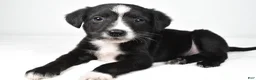 Mixed Breed dogs for sale: Shadow - Ad 1