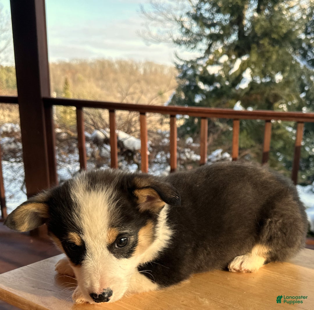 Welsh Corgi Pembroke dogs for sale: Banner - Ad 2