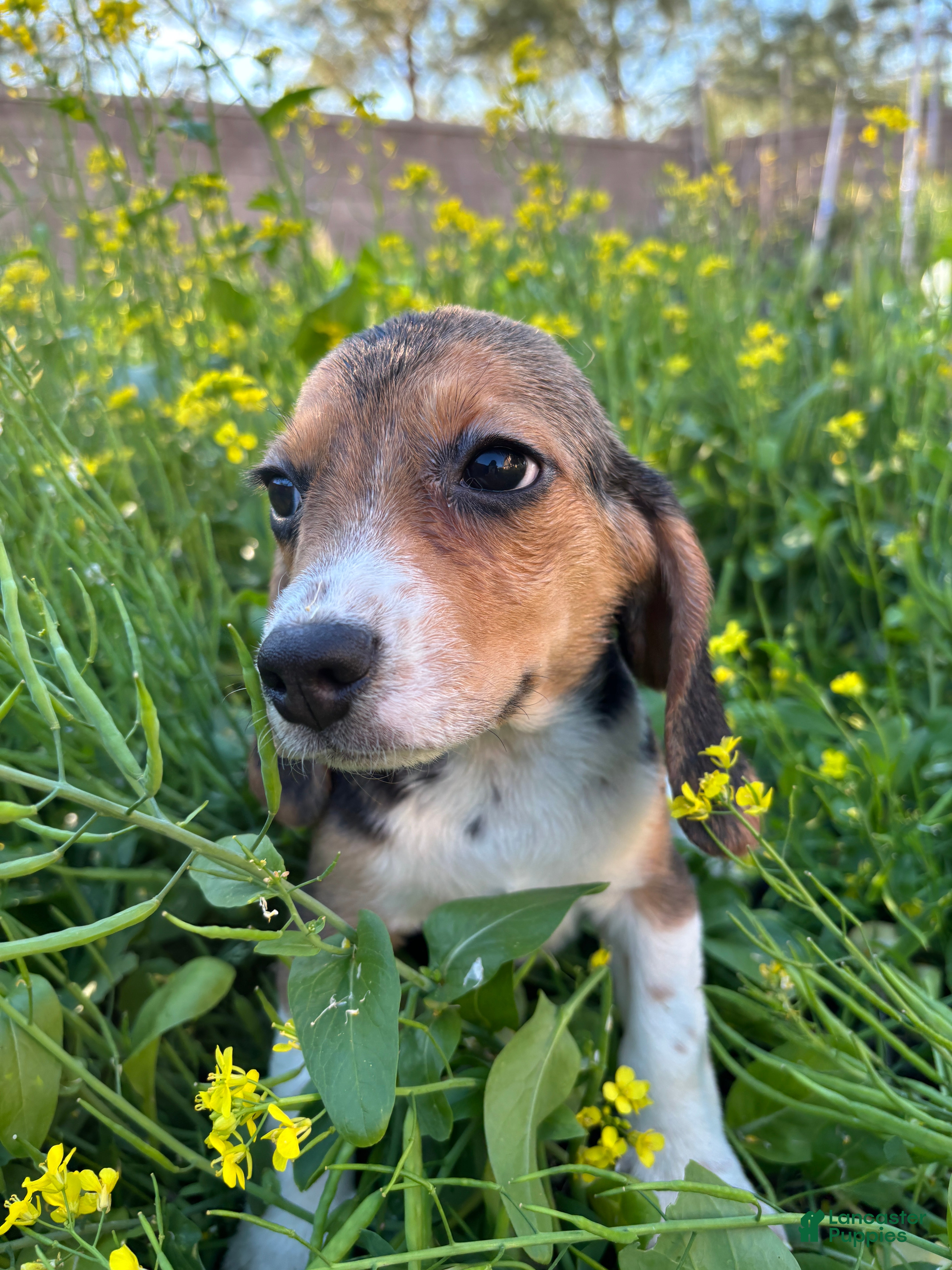 Beagle dogs Honey - Ad 13