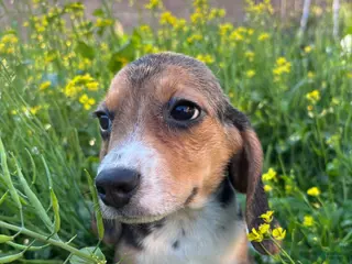 Beagle dogs Honey - Ad 13