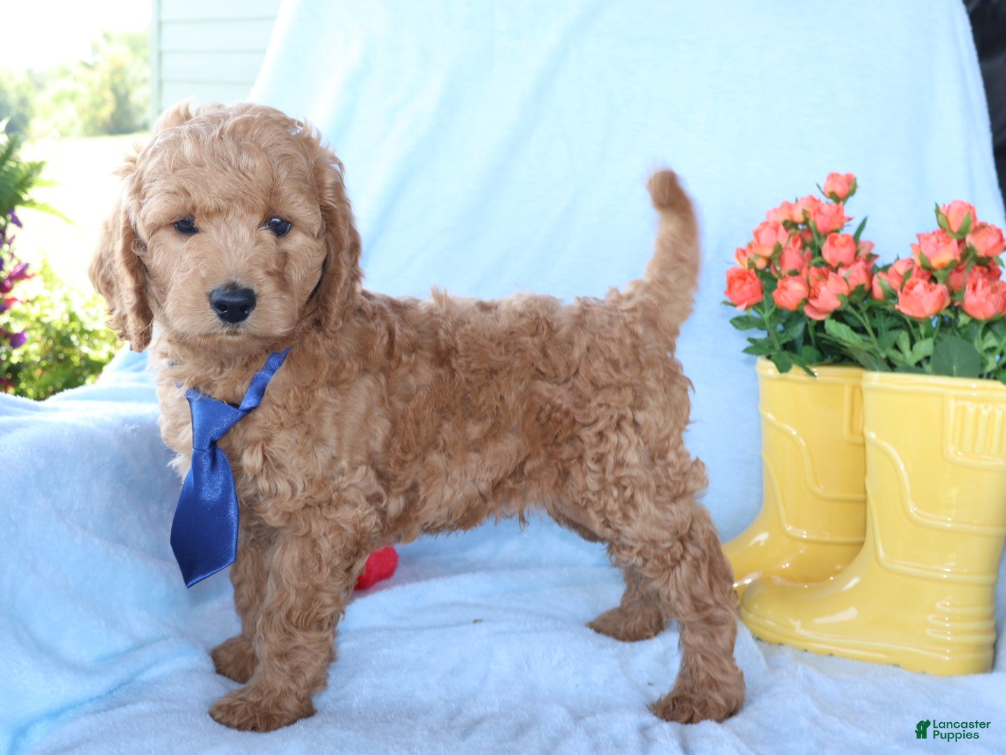 Mini Goldendoodle dogs Billy boy - Ad 2
