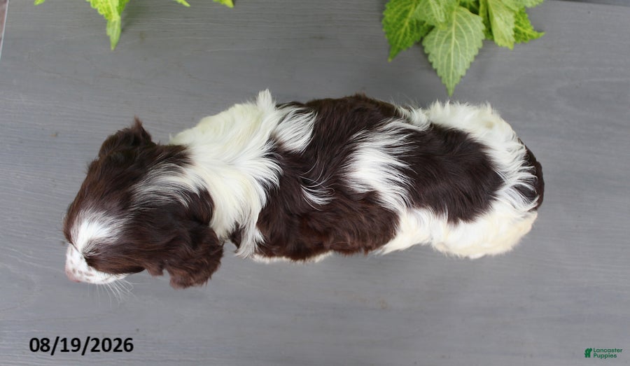 English Springer Spaniel dogs Max - Ad 2