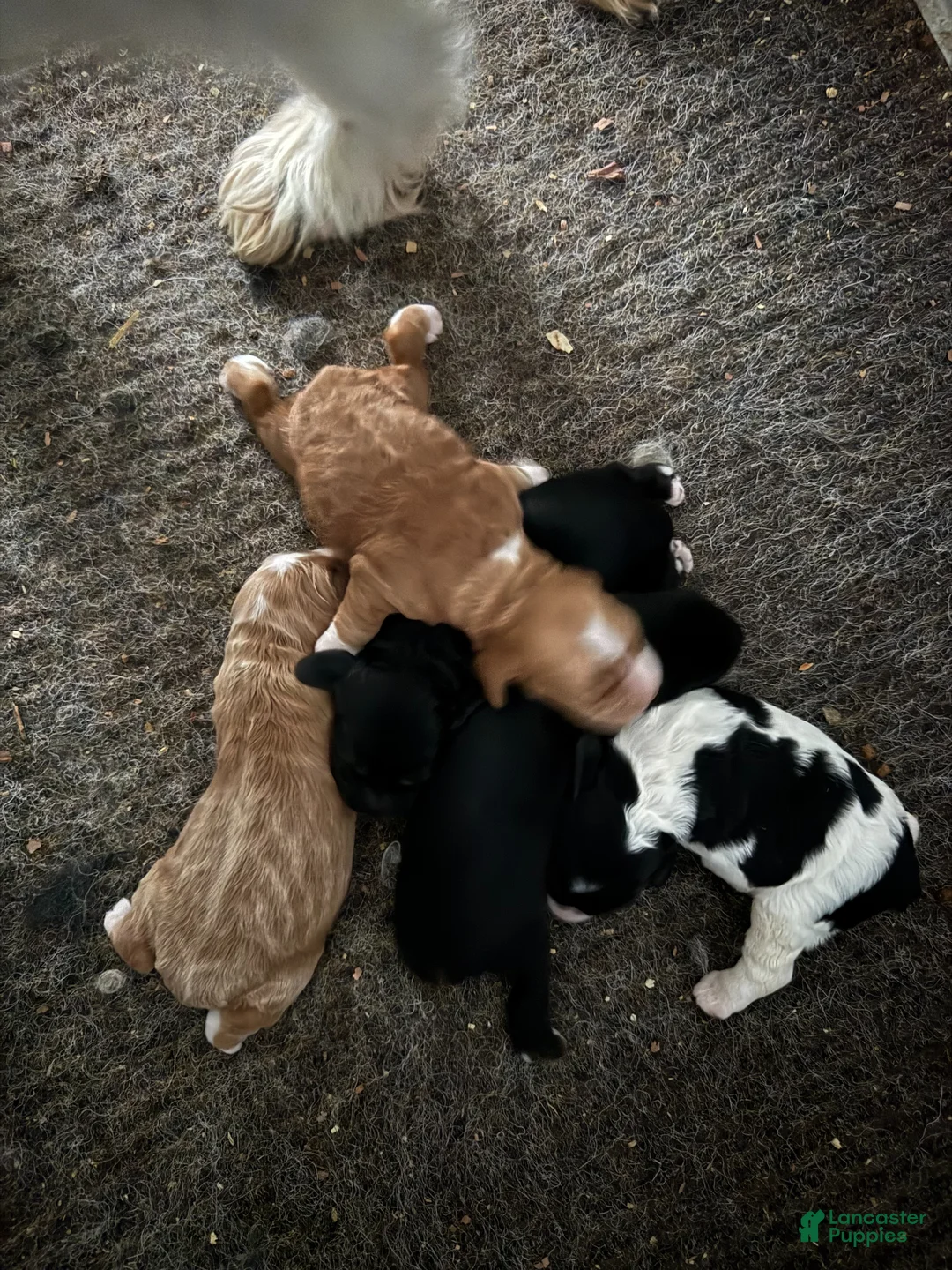 Cocker Spaniel dogs for sale: Enzo - Ad 4