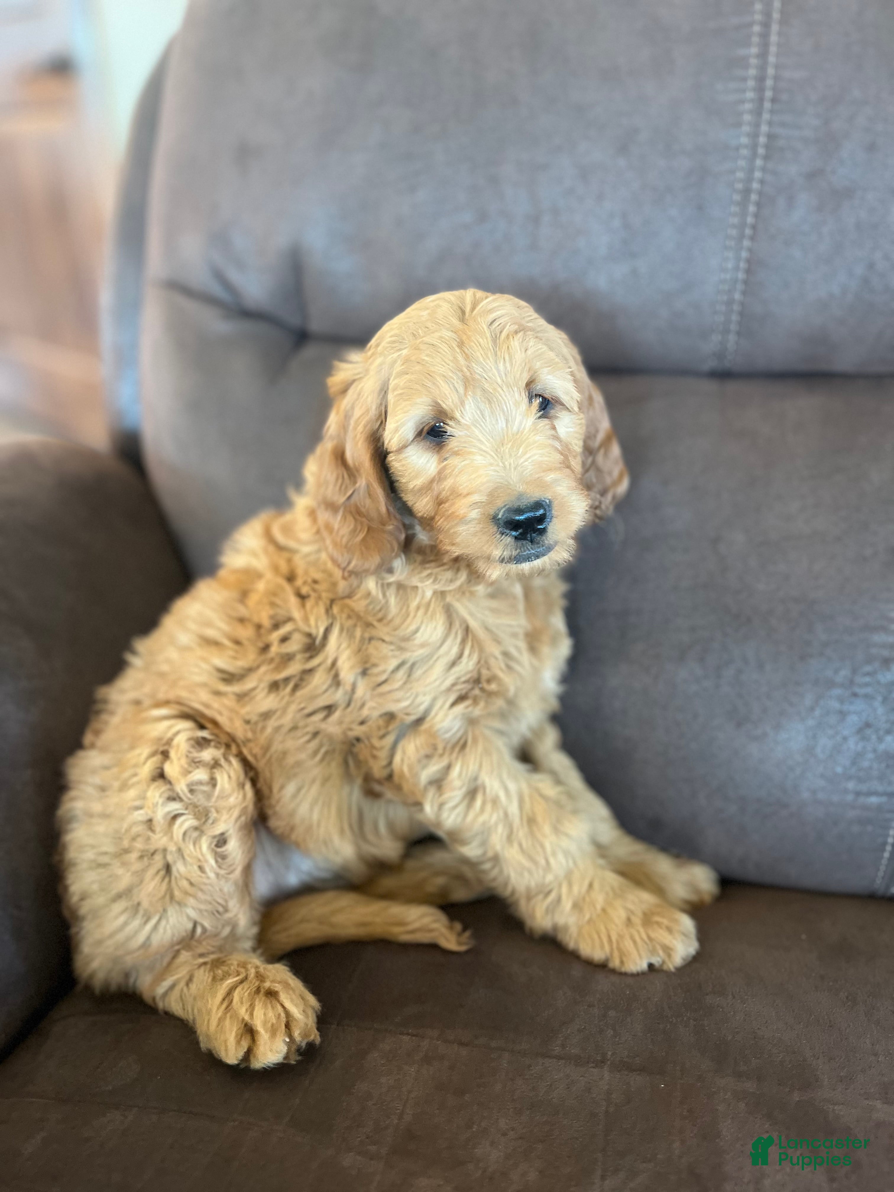 Mini Goldendoodle dogs for sale: Gus - Ad 1