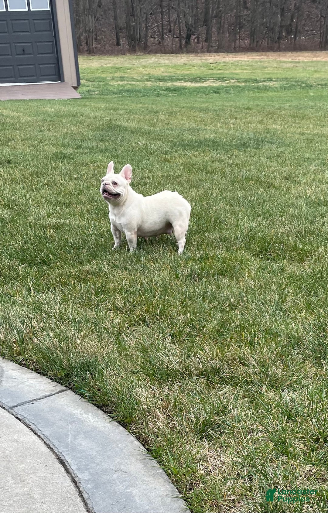 French Bulldog dogs for sale: Everest - Ad 13