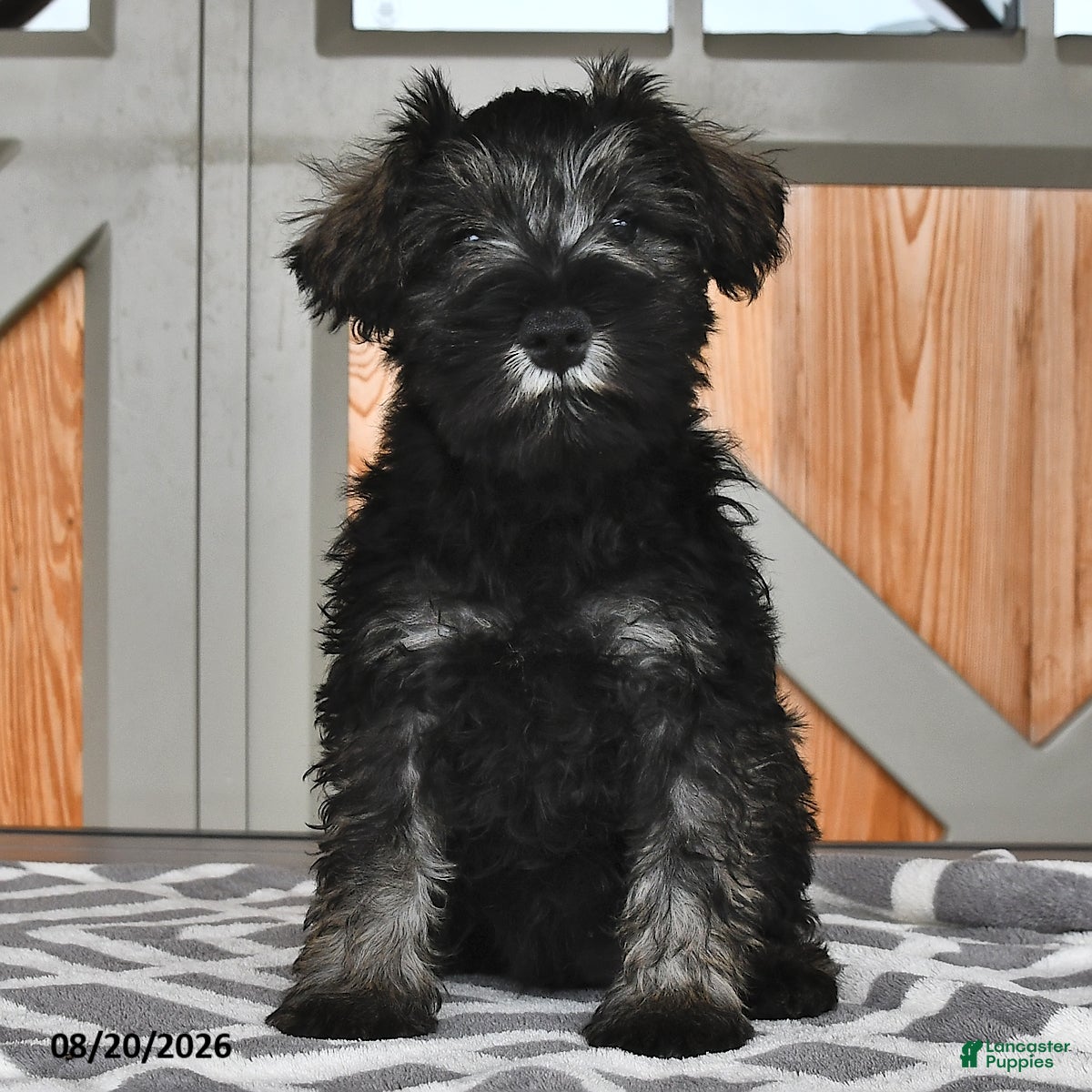Miniature Schnauzer dogs Maggie - Ad 1