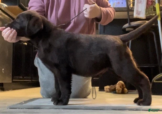 Labrador Retriever dogs Koda - Ad 1