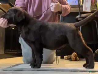 Labrador Retriever dogs for sale: Koda - Ad 3