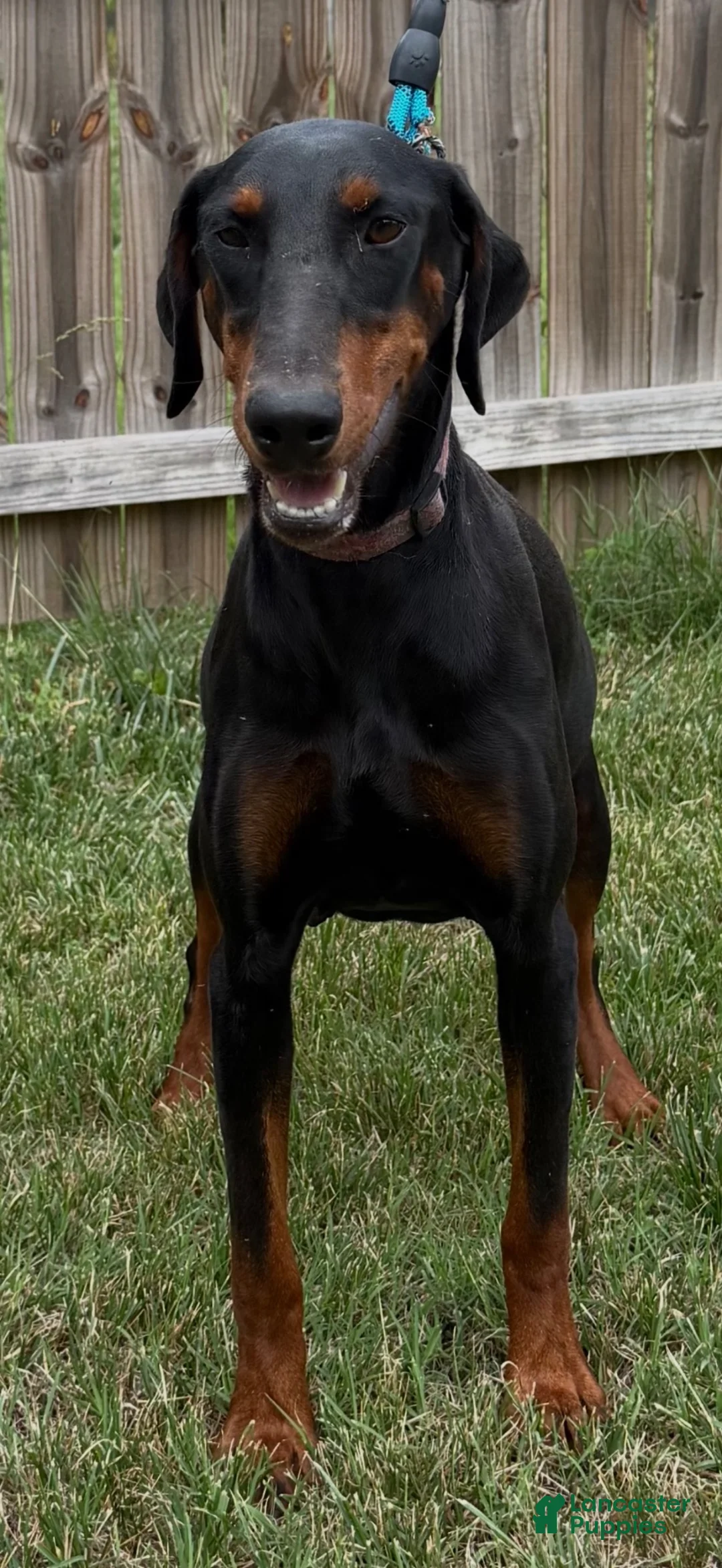 Doberman Pinscher dogs for sale: Doberman Pinscher 3 - Ad 2