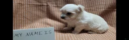 Maltipoo dogs for sale: Flint - Ad 5