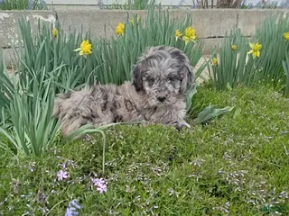 Mini Goldendoodle dogs Brian - Ad 41