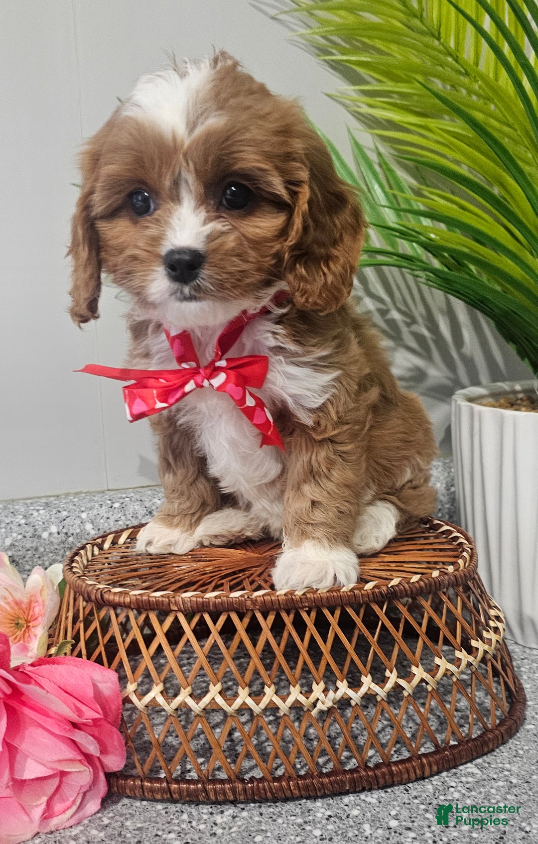 Cavapoo dogs for sale: Lil Shiloh  - Ad 20