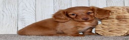 Miniature Dachshund dogs for sale: Olivia - Ad 6