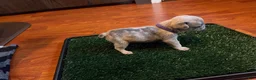 French Bulldog dogs for sale: olivia  - Ad 2
