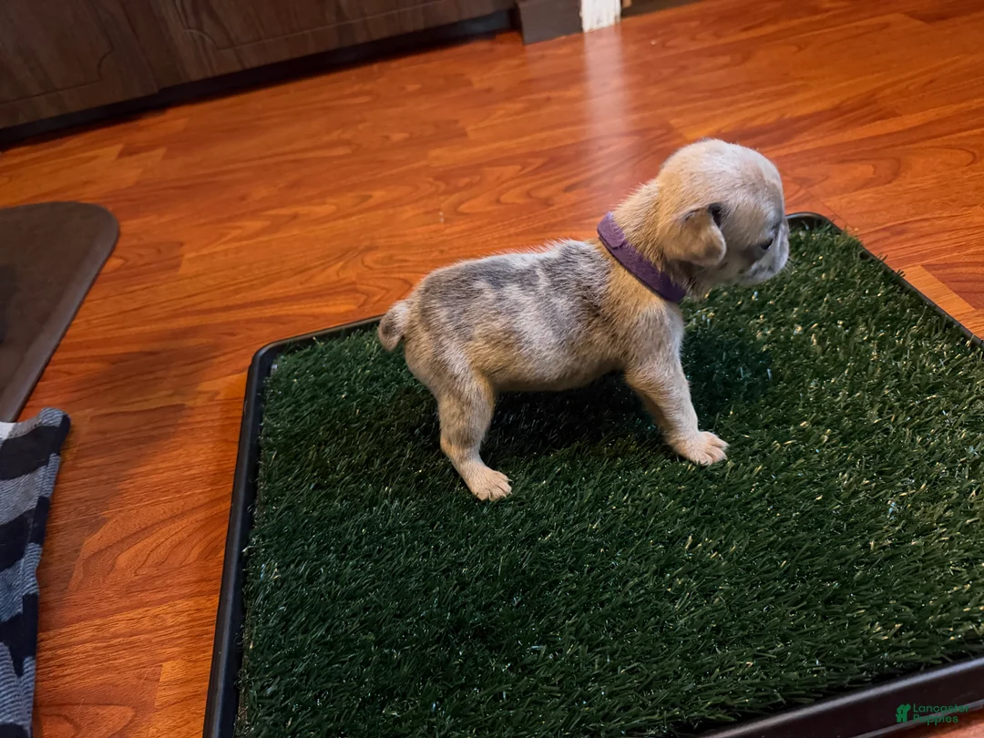 French Bulldog dogs for sale: olivia  - Ad 2