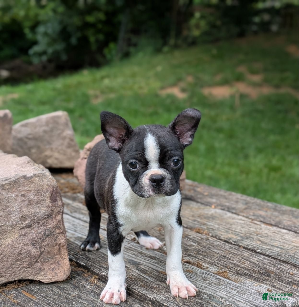 Boston Terrier dogs Pansy - Ad 2