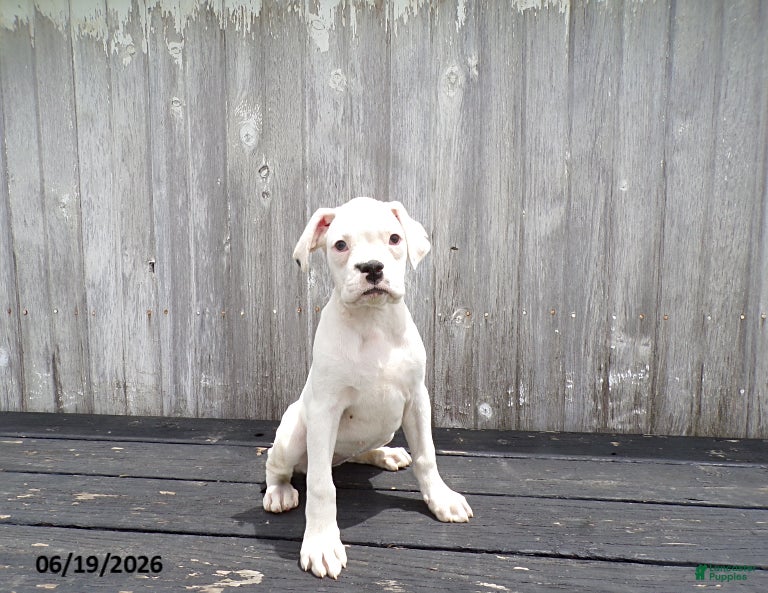 Boxer dogs Flurry - Ad 1
