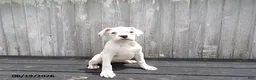 Boxer dogs for sale: Flurry - Ad 1