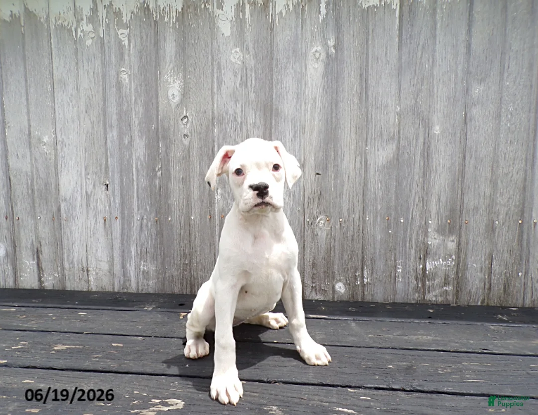 Boxer dogs for sale: Flurry - Ad 1
