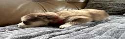 Mixed Breed dogs for sale: Red Girl - Ad 14