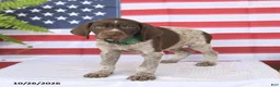 German Shorthaired Pointer dogs for sale: Thatcher - Ad 2