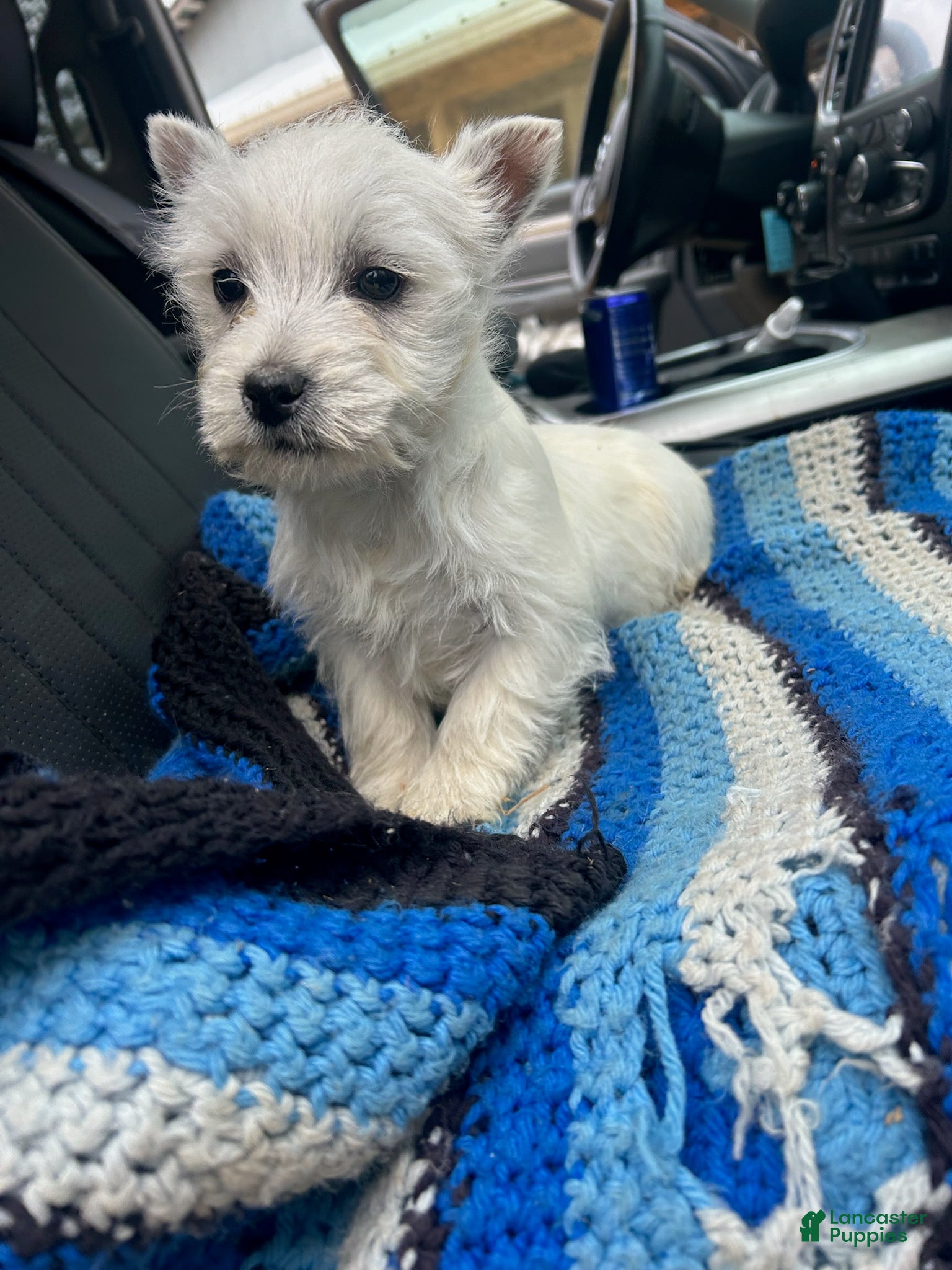 West Highland Terrier dogs Lady - Ad 3