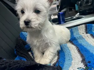 West Highland Terrier dogs Lady - Ad 7