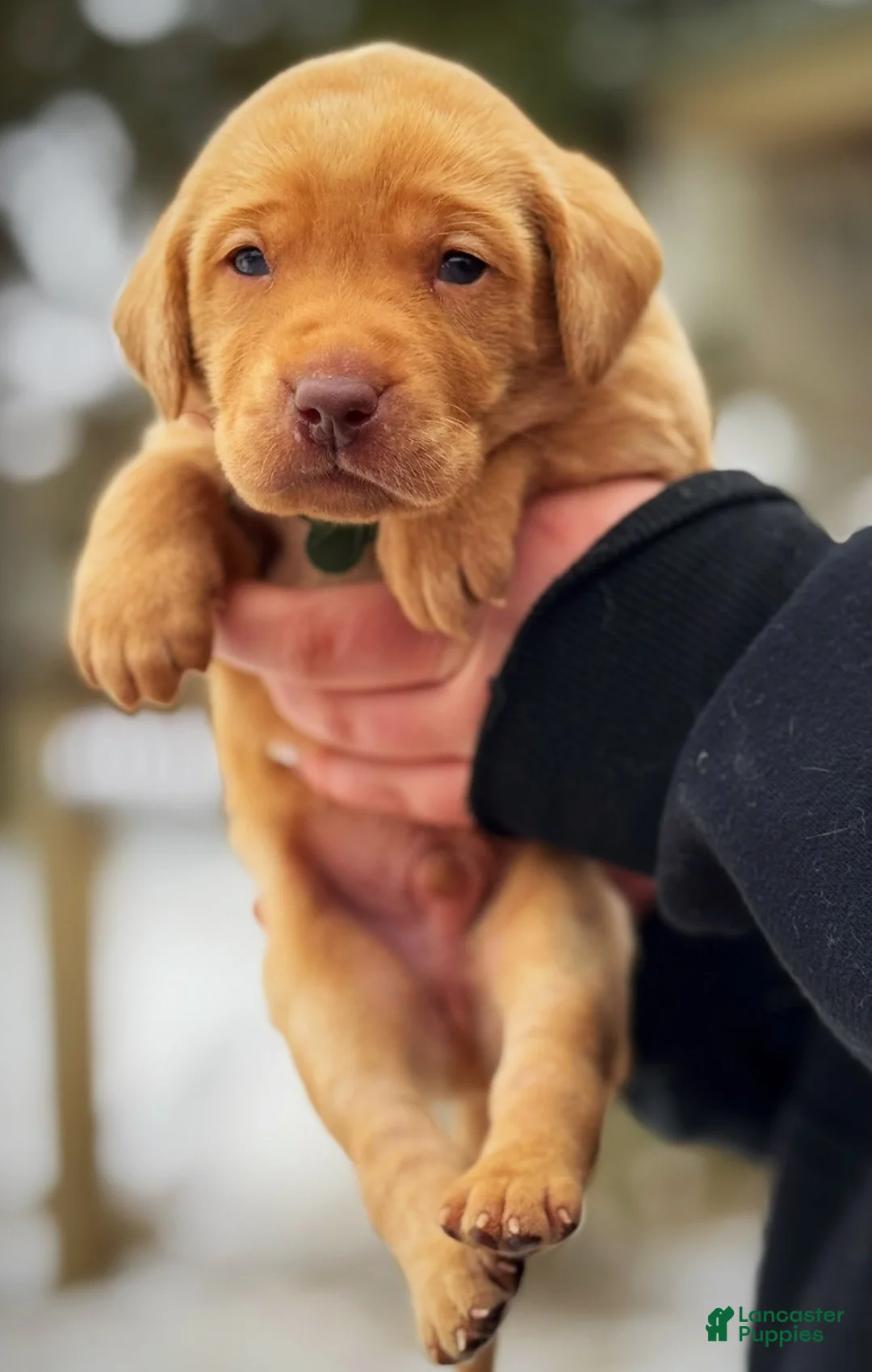 Lakeland Terrier dogs for sale: Labrador retriever - Ad 15