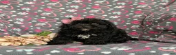Cavapoo dogs for sale: Amanda 7 lbs Full Grown - Ad 4