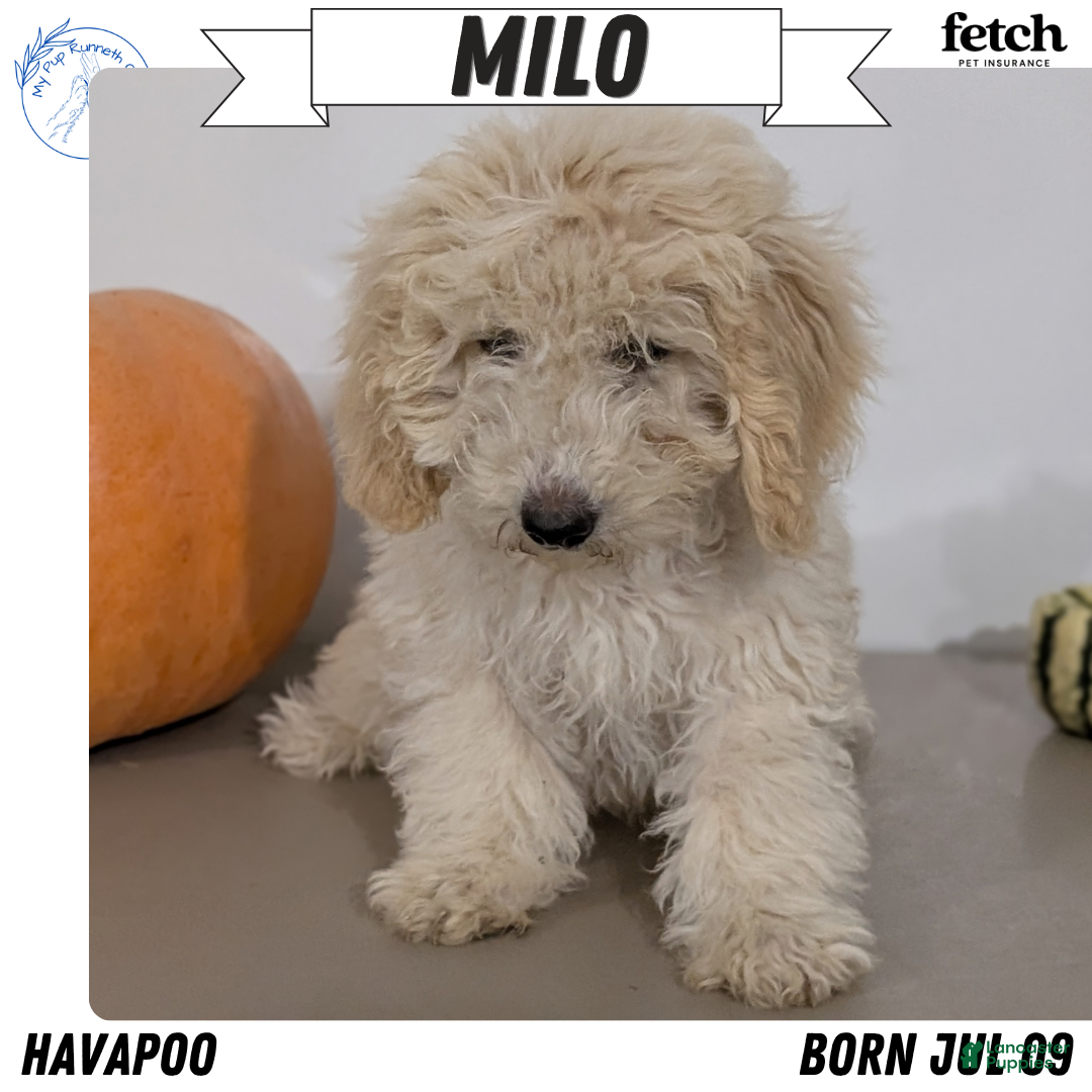 Havapoo dogs Milo - Ad 1