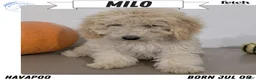 Havapoo dogs for sale: Milo - Ad 1