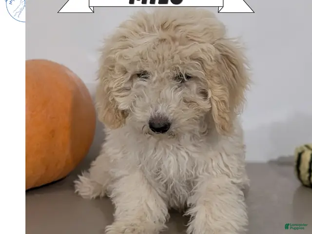 Havapoo dogs for sale: Milo - Ad 1