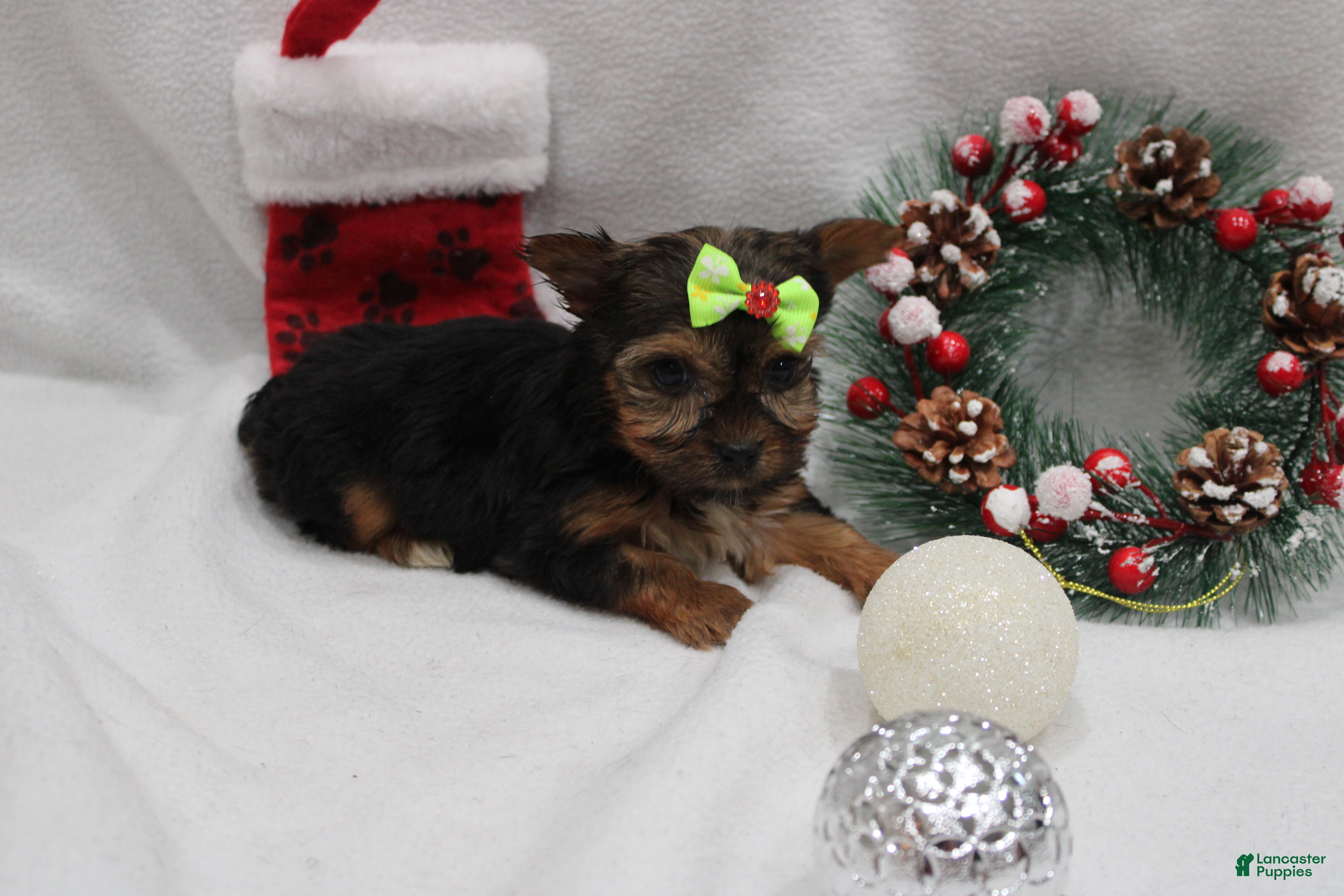 Yorkshire Terrier dogs Luna  - Ad 29