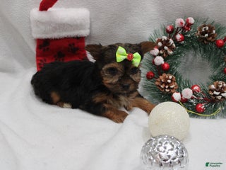 Yorkshire Terrier dogs Luna - Ad 29