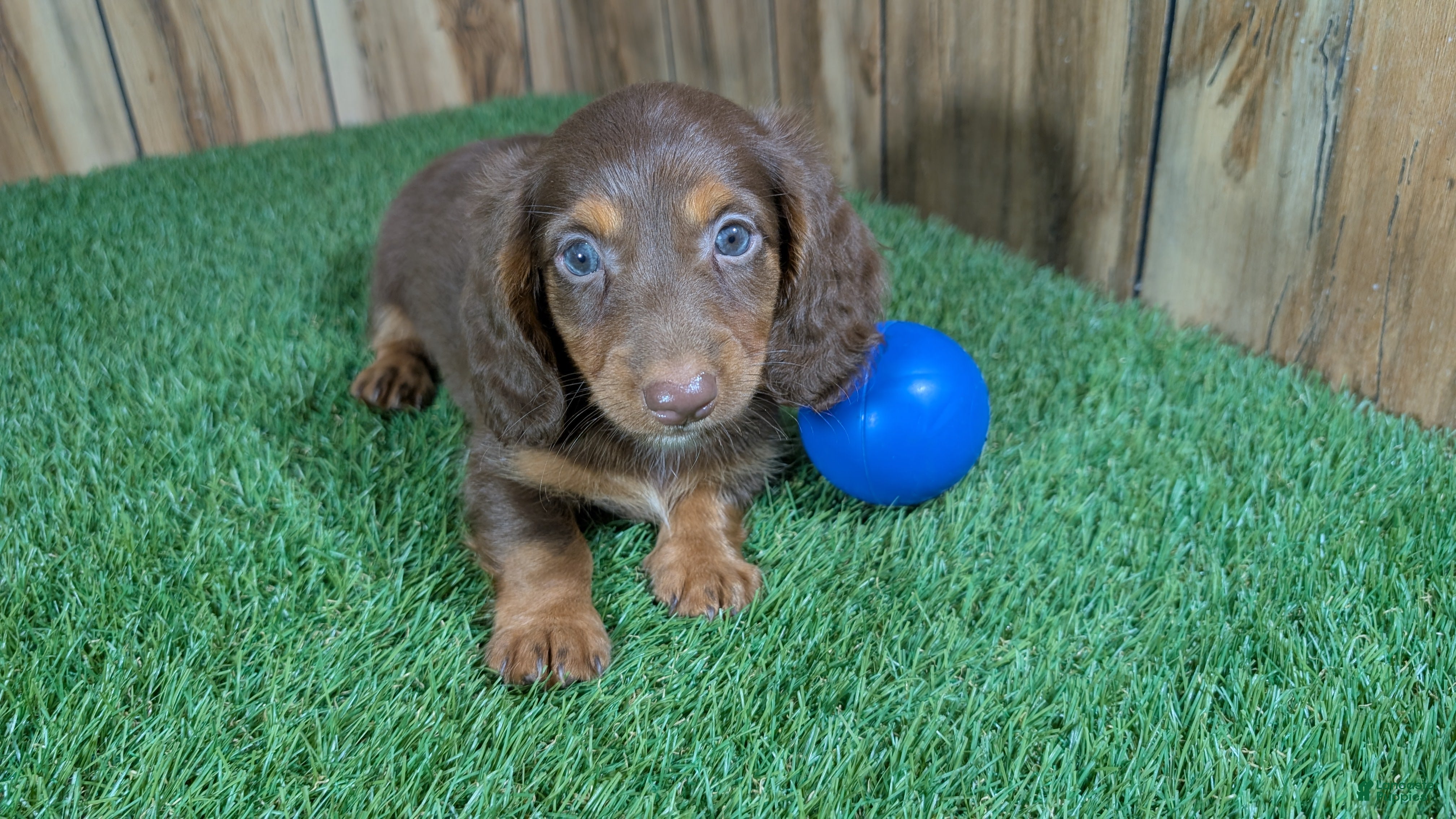 Miniature Dachshund dogs Cutie Boy 1 - Ad 1