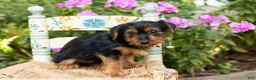 Yorkshire Terrier dogs for sale: Ollie - Ad 2