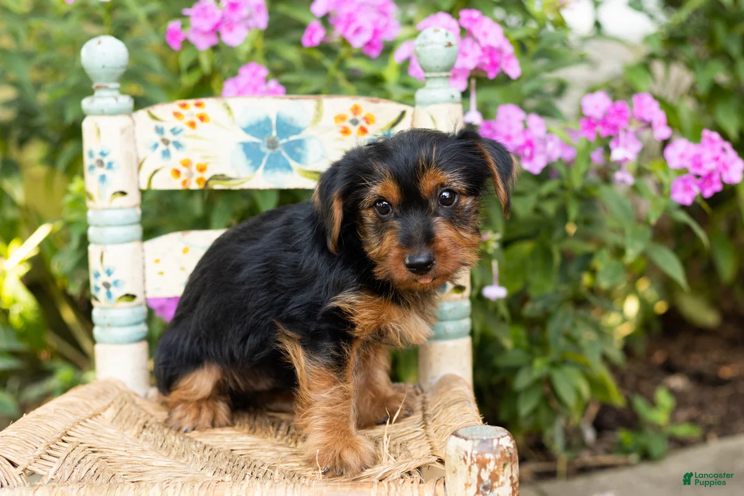 Yorkshire Terrier dogs for sale: Ollie - Ad 2
