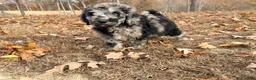 Standard Poodle dogs for sale: Standard Poodle 2 - Ad 13