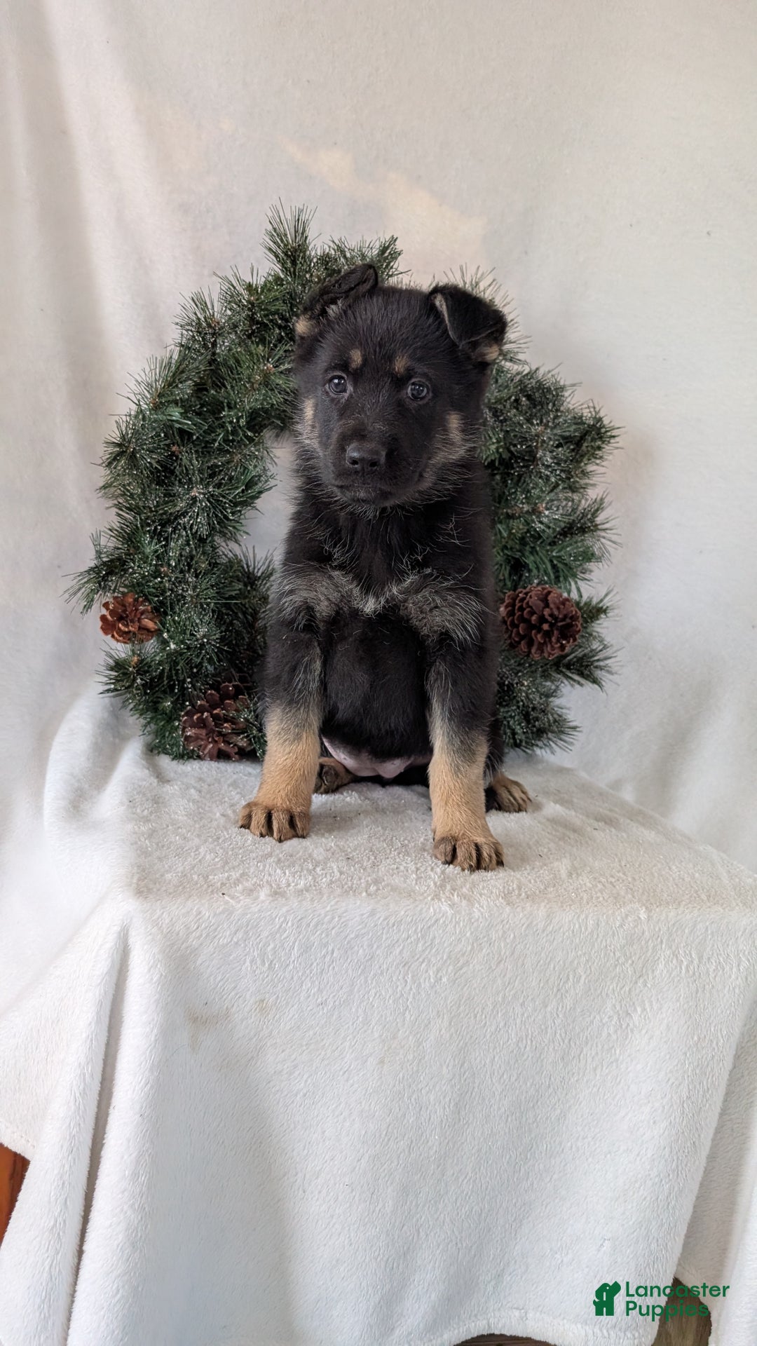 German Shepherd dogs for sale: Marge  - Ad 9
