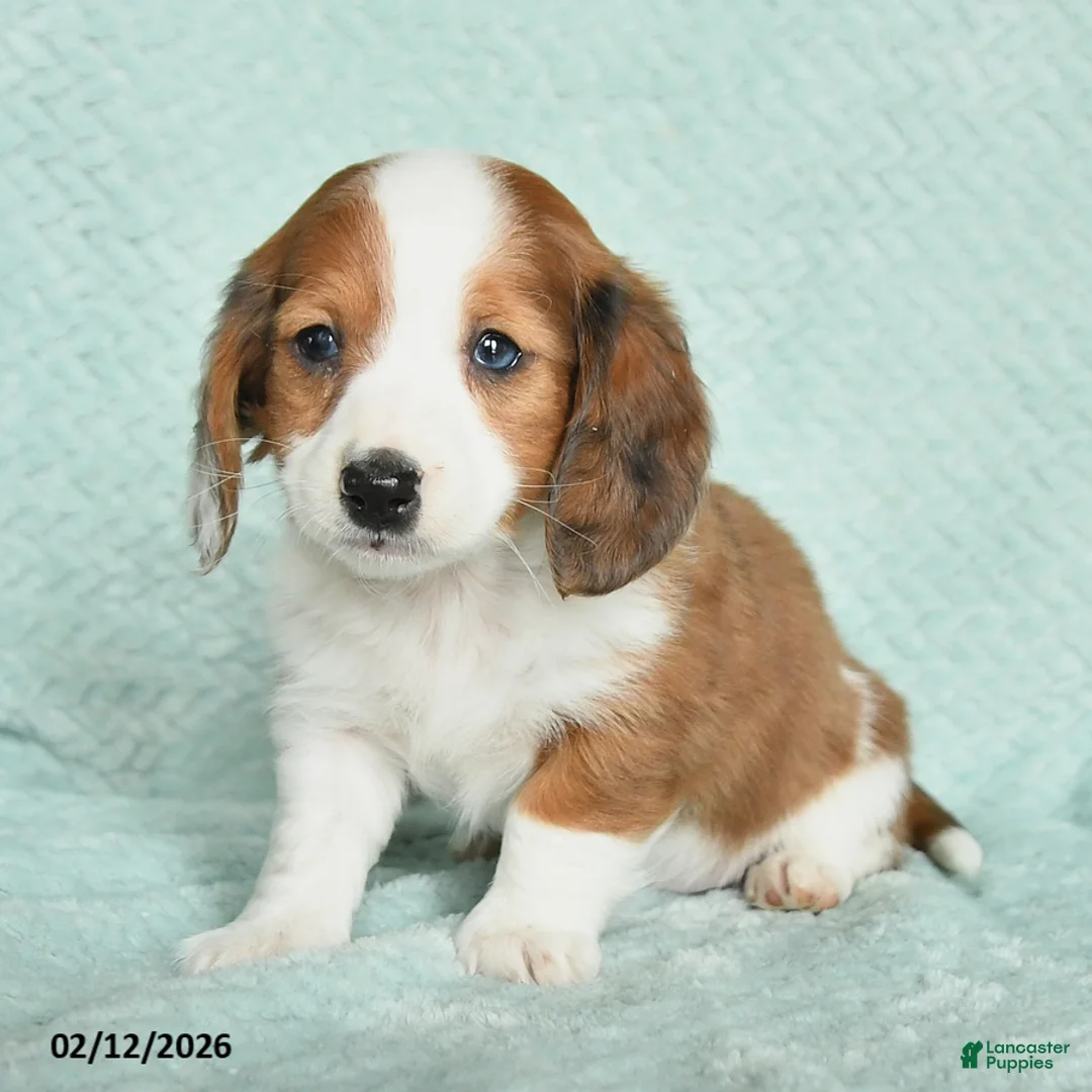 Miniature Dachshund dogs for sale: Dreamer - Ad 2