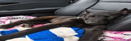 Belgian Malinois dogs for sale: Belgian Malinois 1 - Ad 5