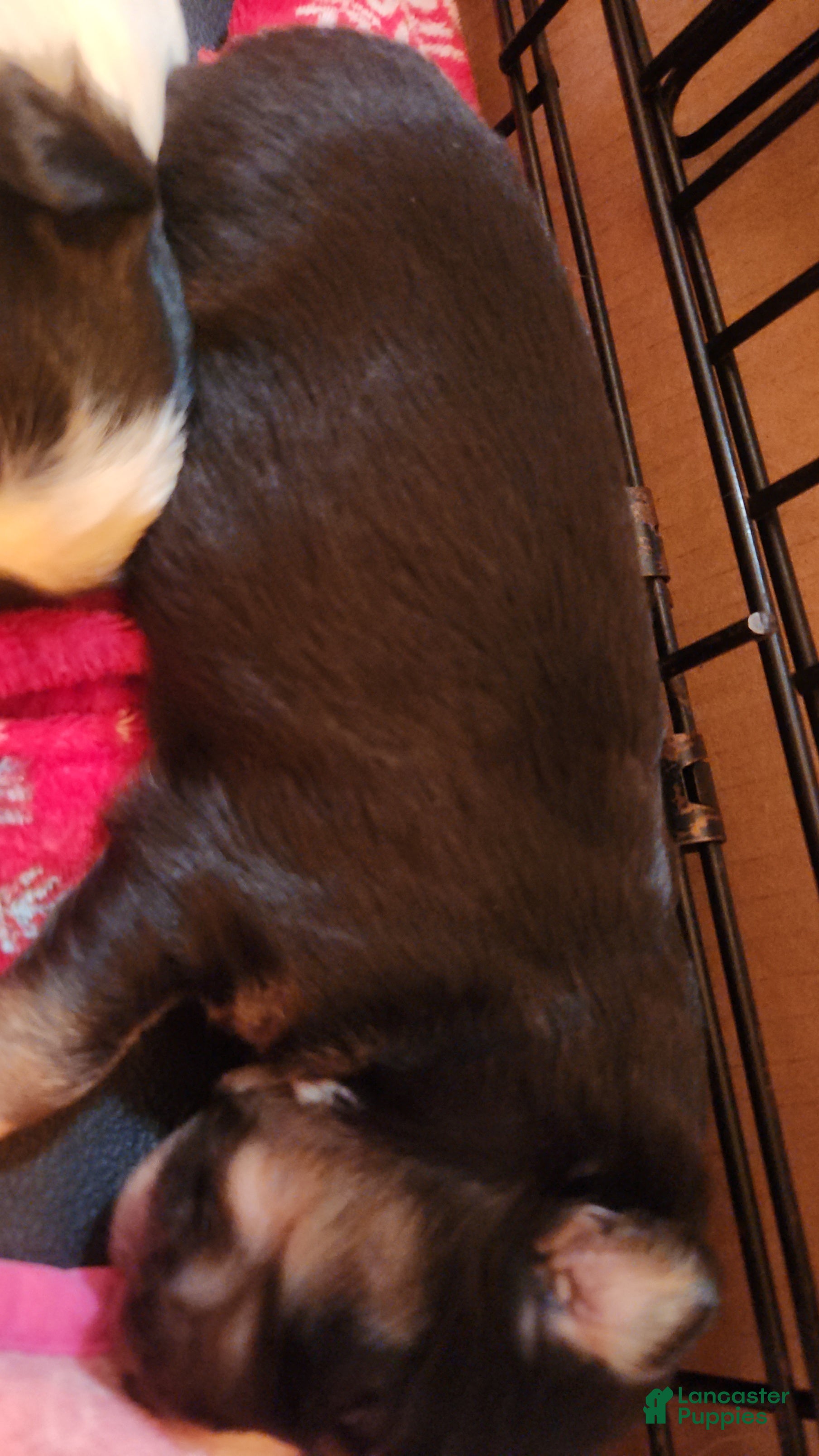 Miniature Australian Shepherd dogs Miniature Australian Shepherd Puppy 1 - Ad 24