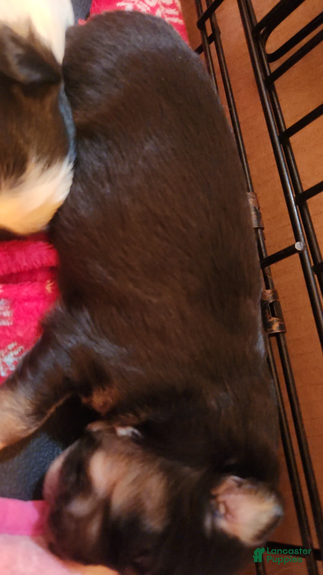 Miniature Australian Shepherd dogs for sale: Miniature Australian Shepherd Puppy 1 - Ad 1