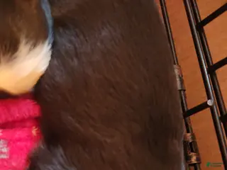 Miniature Australian Shepherd dogs Miniature Australian Shepherd Puppy 1 - Ad 24