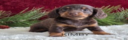 Miniature Dachshund dogs for sale: Kimby - Ad 2