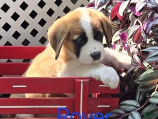 Saint Bernard dogs - Ad 25